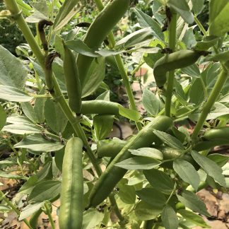 Broad Beans .......our own