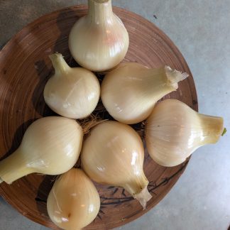 Spanish onion... mild....Our Own...Approx.1lb.