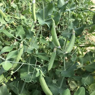 Edible Pod Peas (Per Bag, Our Own)