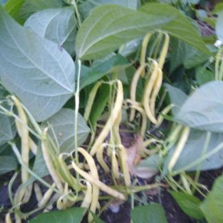 Yellow Beans (Our Own)
