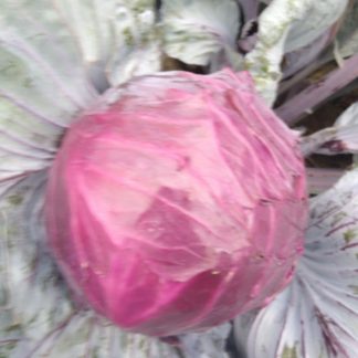 Our Own...Red Cabbage