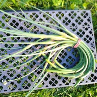 Garlic Scapes ....Ours