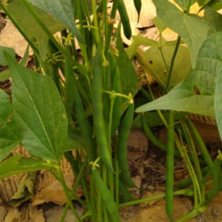 Green Bean (Our Own)