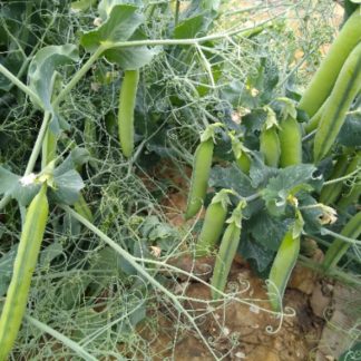 English Shelling Pea (Our Own)
