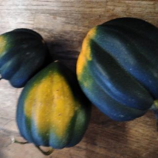 Squash Acorn...Approx 2lb.....Our Own