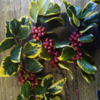 Holly... 5 stems...Our Own