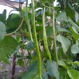 Scarlet Runner Bean...Our Own..1 lb..Bag
