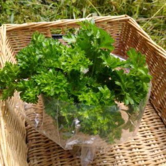 Curly Parsley (Our Own)