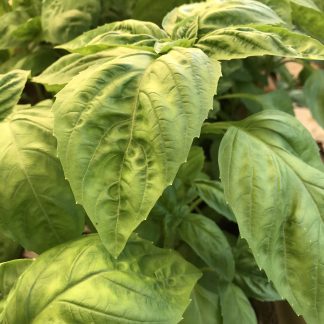 Basil bag...Our Own