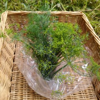 Dill (Our own)