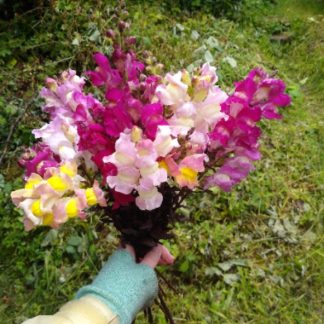 Snapdragon Bunch