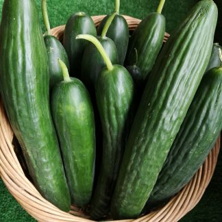 Seedless Cukes...Our Own...Approx 1 1/2 lb. Bag