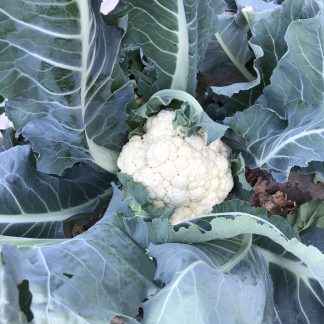 Cauliflower (Our Own)