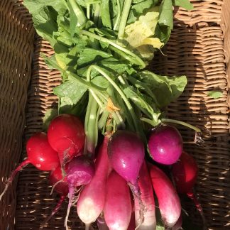 Bunched Radishes (Our own)