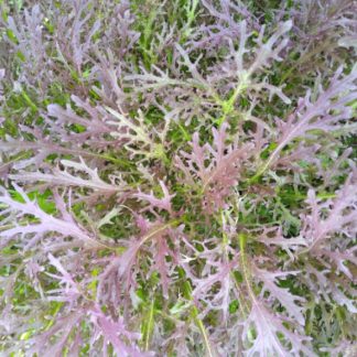 Red Mizuna...Our Own...By the bag...a bit spicy...good in salads....pesto etc.