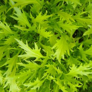 Green Mizuna...Our Own....by the bag...a little spicy...good in salads or adding to pesto etc.