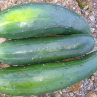 Field Cukes....Our Own...Approx 1lb.+ Bag