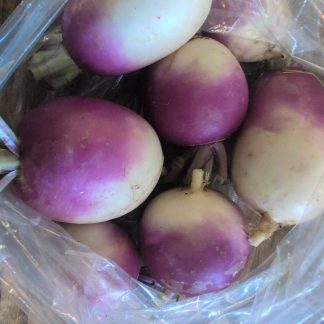 Purple Top Turnip