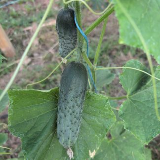 Pickling Cukes...our own